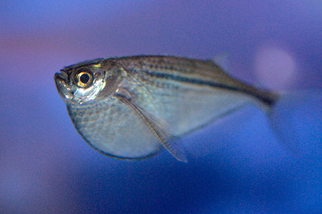 Poisson © Focus Photos