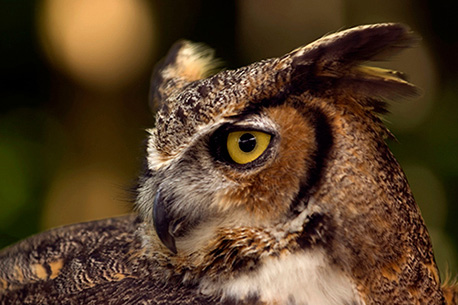 Oiseau © Focus Photos